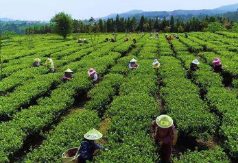 茶业培训班上海课程学费多少