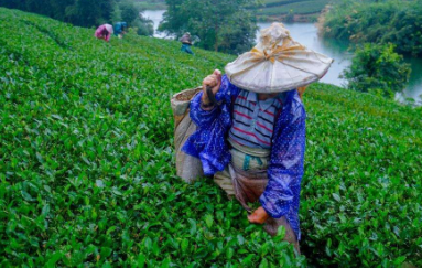 茶业特派培训班师资情况介绍