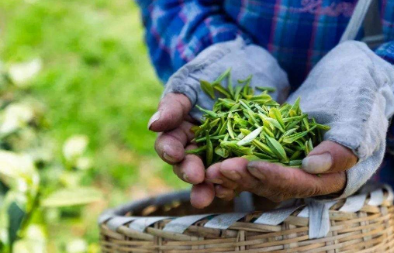 广州市茶业职业培训学院课程含金量高吗？