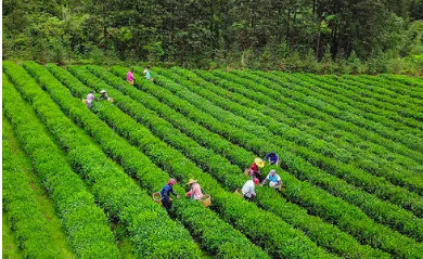 上海茶业培训班师资情况介绍