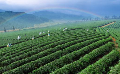 四川省茶业培训课程哪个含金量高