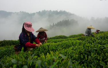 茶业培训学校上海哪个学校好